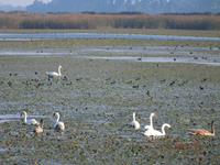 See an der Grenze zu Ungarn