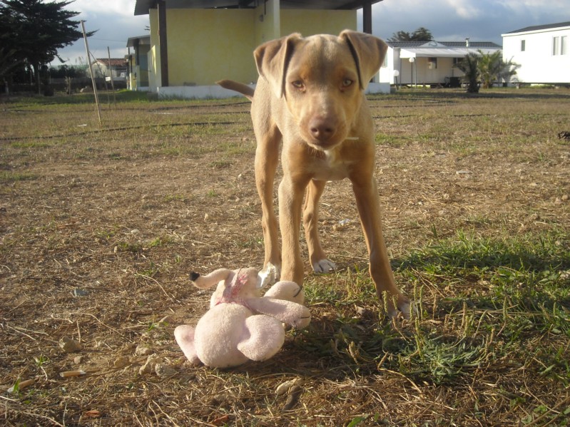 he is killing animals ..