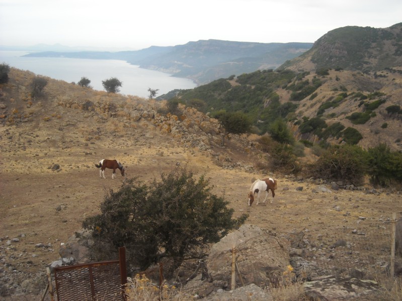 if they can find gras .. 